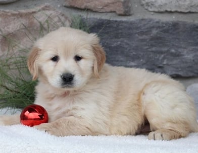 Golden retriever store puppies east midlands