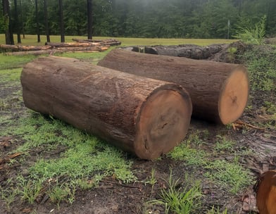 Unique quality sinker cypress logs ready to be turned to lumber.