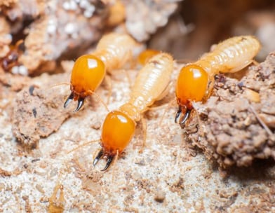 termite control elimination in east malaysia, sibu, bintulu, sarawak