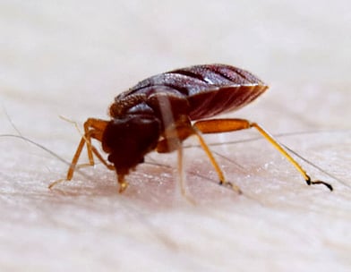 臭虫公司-诗巫-民都鲁-Bedbugs Company-Sibu-Bintulu