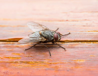 蚊子公司-诗巫-民都鲁-Mosquitoes Company-Sibu-Bintulu