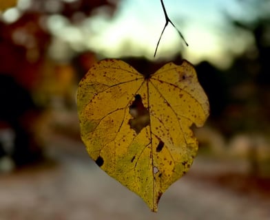 A yellow left with a small hole in the center, symbolizing beauty in imperfection and quiet change.