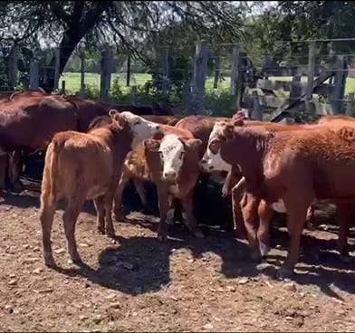 Terneras