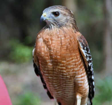 Picture of Red tail hawk