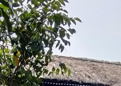 Travel Bagicha - Sunderbans Retreat