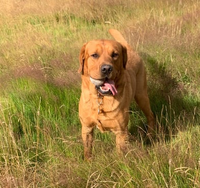 a dog is standing in the grass and looking at the camera