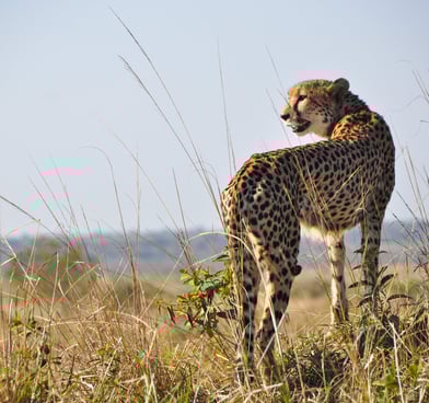 A cheetah looking out over grasslands in Africa