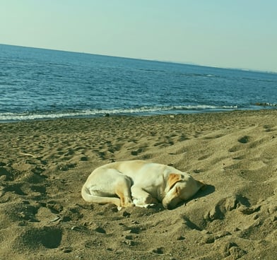 İzmir sahilinde dinlenen köpek, rahatlatıcı dijital reklam teması