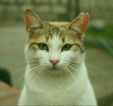 Kameraya doğrudan bakan sevimli kedi – İzmir dijital reklam ajansı web sitesi görseli