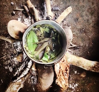 "brewing guayusa in the Amazon jungle"