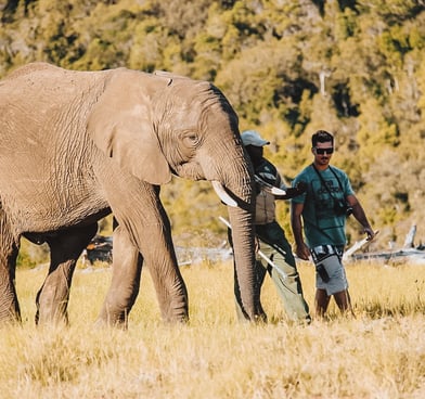 caminhar ao lado de elefantes, santuário de elefantes, áfrica do sul