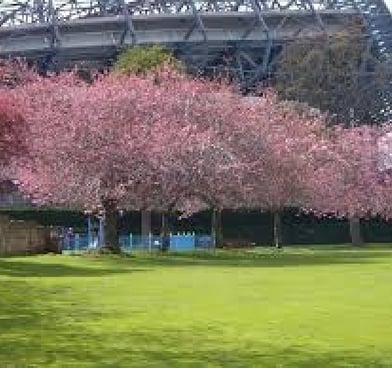 Spring blossom, Roseburn Park