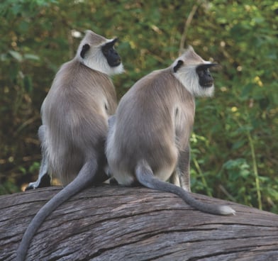Monkey spotted in Chinnar Wildlife Sanctuary, Kerala