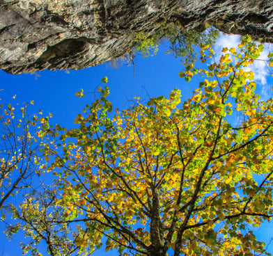 Colorful tree leaves