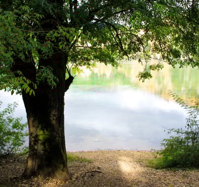 Lake Zirou view with tree
