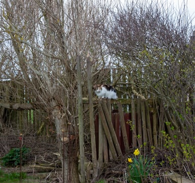 cat sitting on a wooden fench