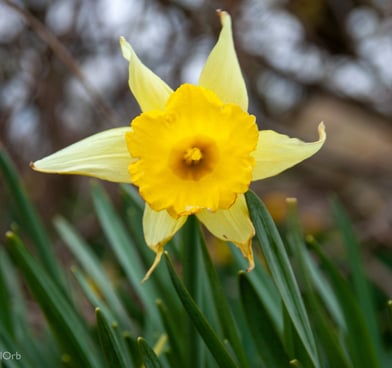 yellow flower in bloom