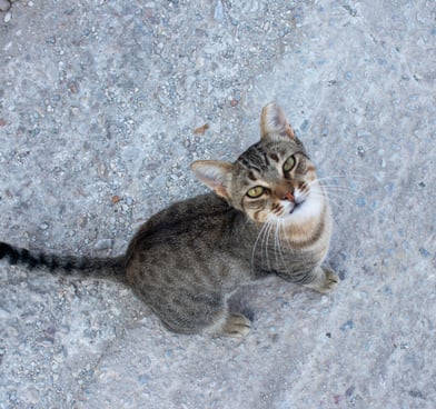 A grey cat looking at the lens