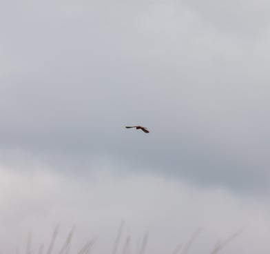 Hawk hunting in the wild