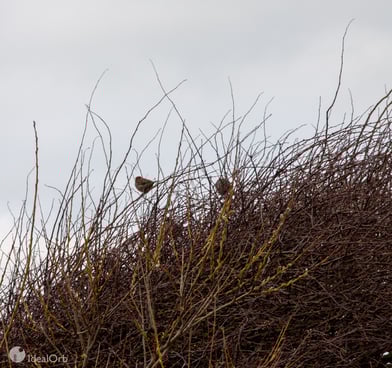 Sparrows sitting on tree branches