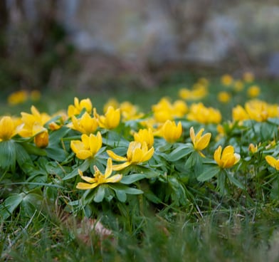 Beautiful yellow flowers in nature