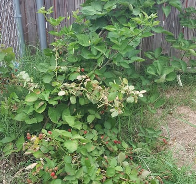 Thornless blackberry bush growing against a wood and chain fence in a corner