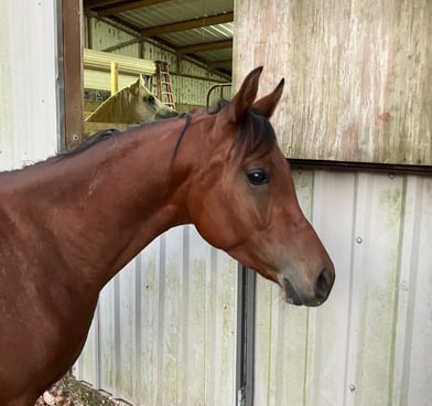 Beautiful bay Arabian horse with large soft eyes.