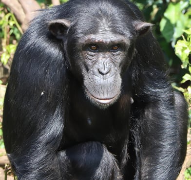 Observa chimpancés y gorilas en libertad y colabora a su conservación en centros de recuperación