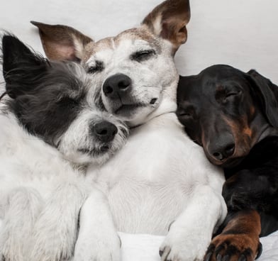 3 Small dogs cuddled together asleep