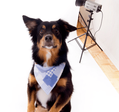 A black & tan dog with a purple bandana jumping on a photography set