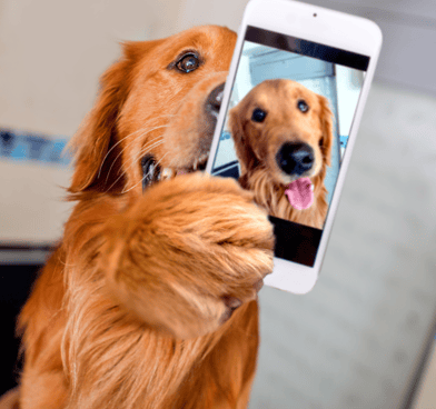 Golden Dog Holding an iphone taking a selfie of himself