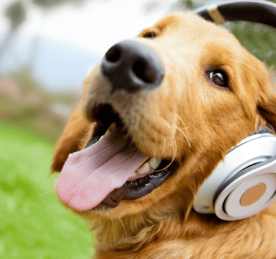 Golden Retriever Dog smiling with headphones on his head