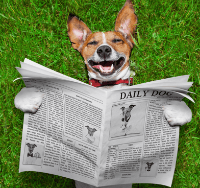 Jack Russel Dog Laying on the grass holding a Newspaper