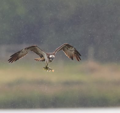 a bird with a fish in the air