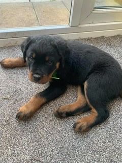 Rottie puppy image