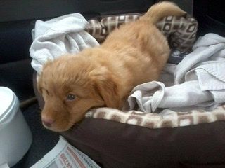 Toller puppy image