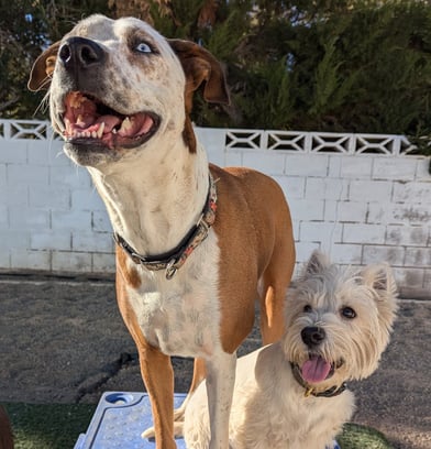 two dogs having fun at doggy day care, smiling, safe, happy, fun, positive, structured, energy, 