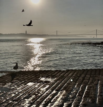 a bird flying over a body of water in sunset