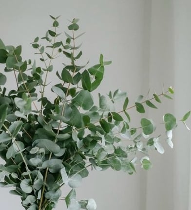 fir and eucalyptus