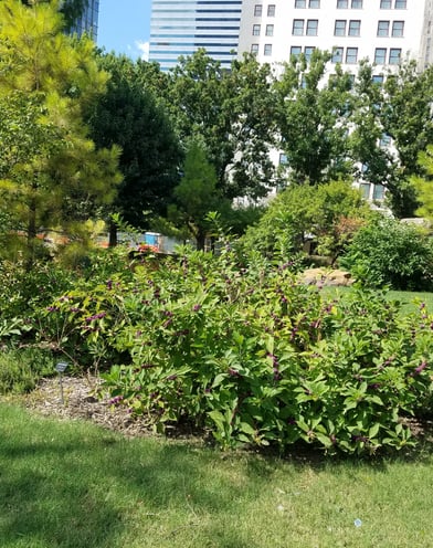 Callicarpa americana in Myriad Botanical Gardens