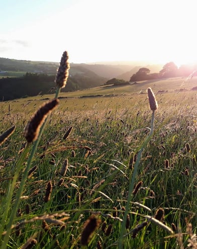 Calderdale, midsummer morning, 21 June 2019