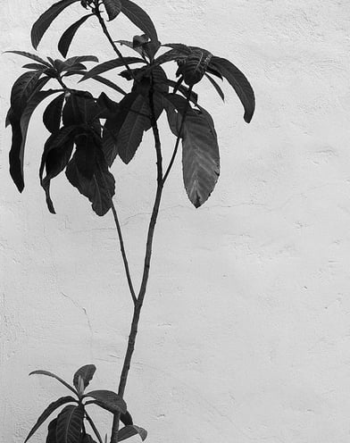 Juste une plante et du crépis, travail personnel