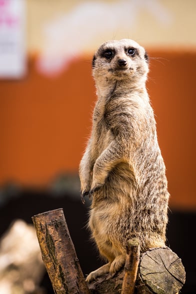A meerkat standing
