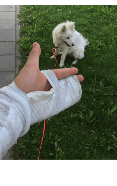 ranka ir šuo