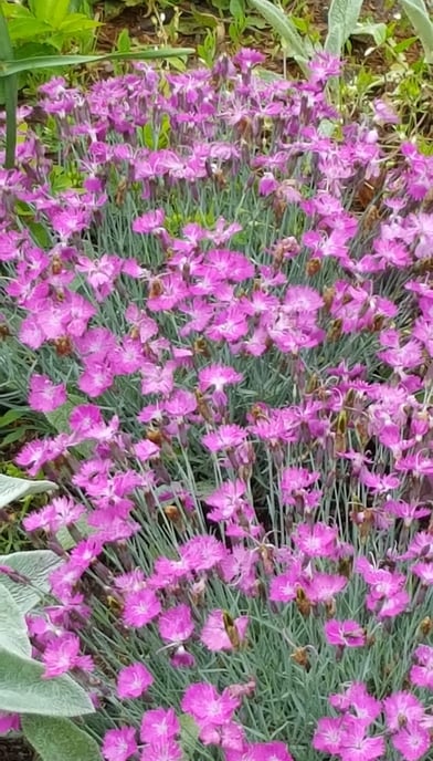 Firewitch Dianthus 2022 in OKC