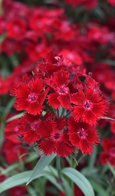 Rockin' TM Red Dianthus