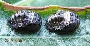 2 spot ladybird pupa