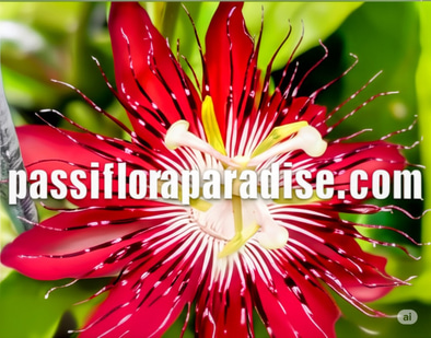 Passiflora Paradise logo