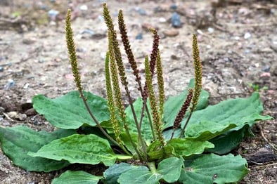 plantain weed example