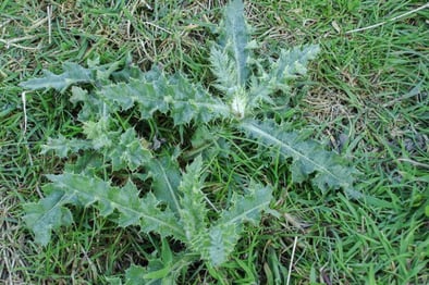 thistle weed example